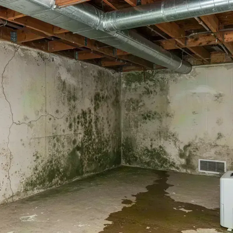 Professional Mold Removal in Wilcox County, AL